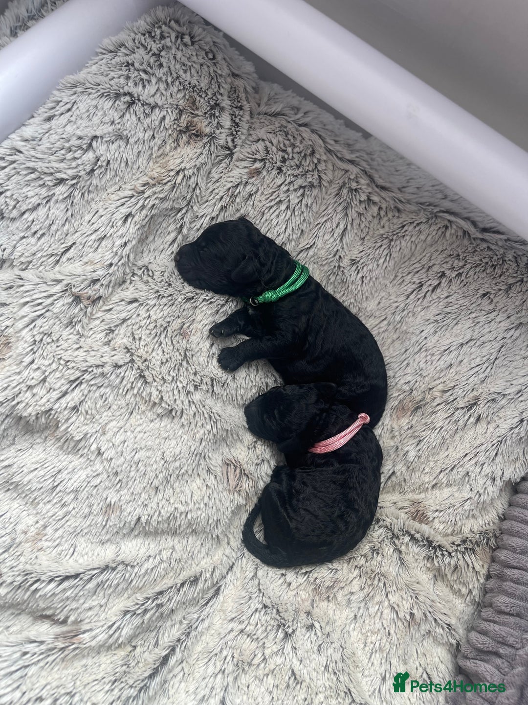 Cockapoo dogs for sale: F1b Cockapoos - Image 8