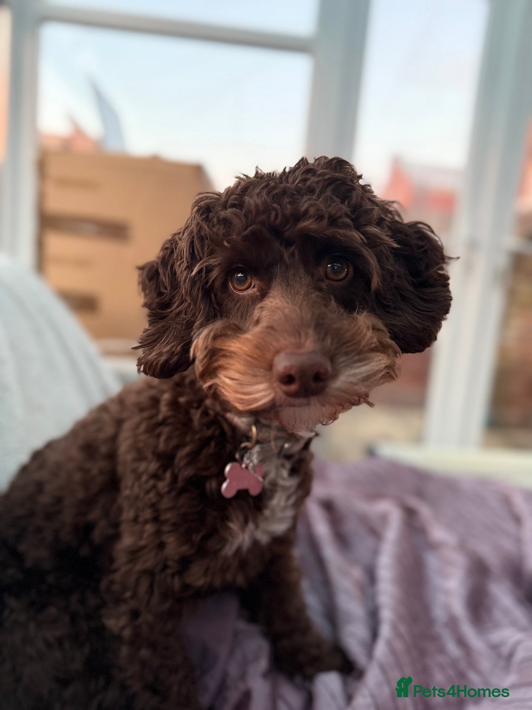 Cockapoo dogs for sale: Cocoa Bean Cockapoo  - Advert 8