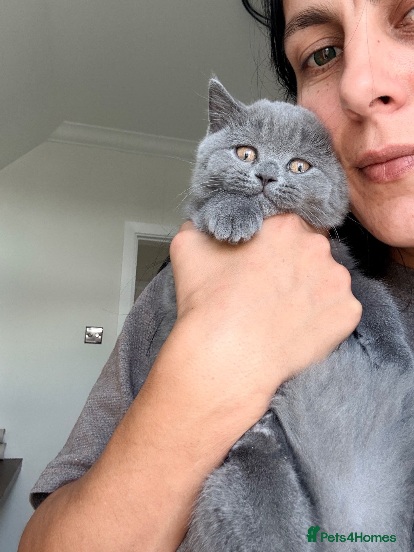 British Shorthair cats  🐱 Adorable bsh kittens looking for loving homes - Advert 1