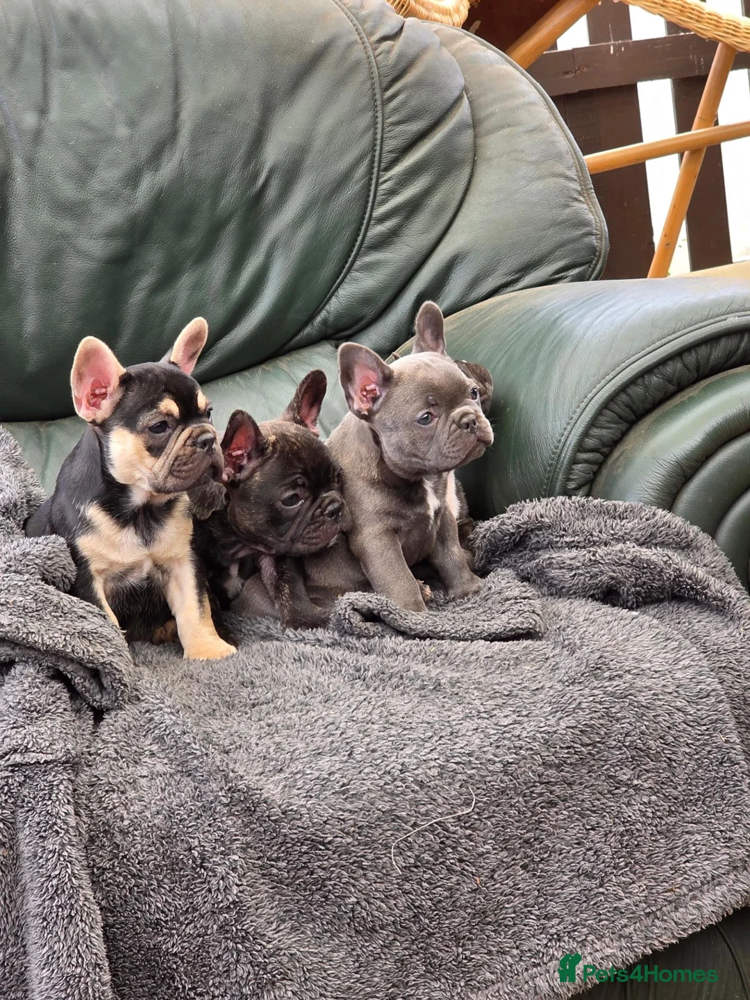 French Bulldog dogs for sale: French bulldog puppies  in Louth - Advert 9