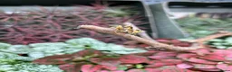 Mixed Breed invertebrates for sale: Various Invertebrates At Urban Exotics  - Advert 6