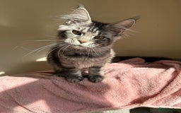Maine Coon cats for sale: Pedigree GCCF Russian Import line Maine Coons - Image 21