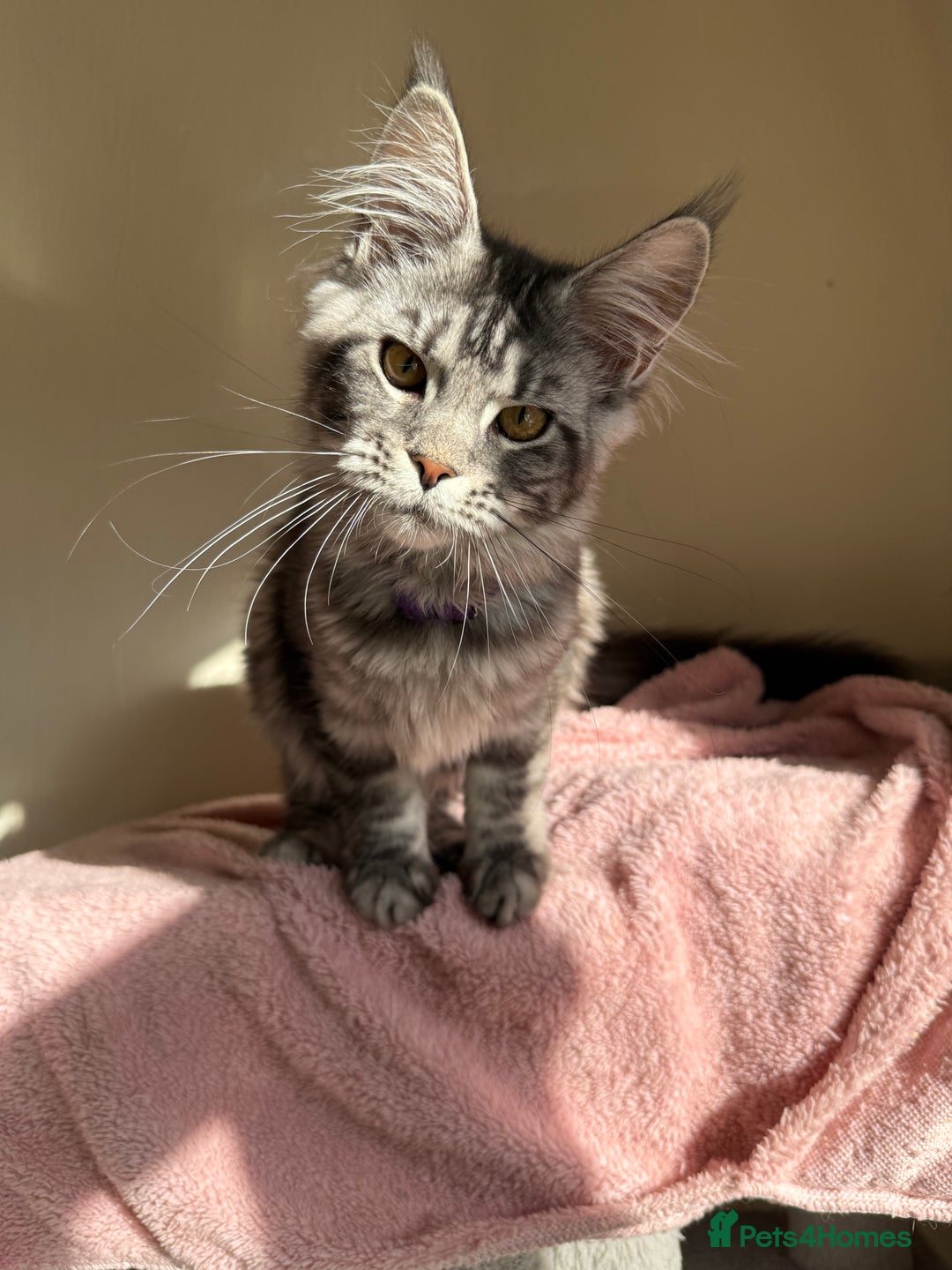 Maine Coon cats for sale: Pedigree GCCF Russian Import line Maine Coons - Image 21