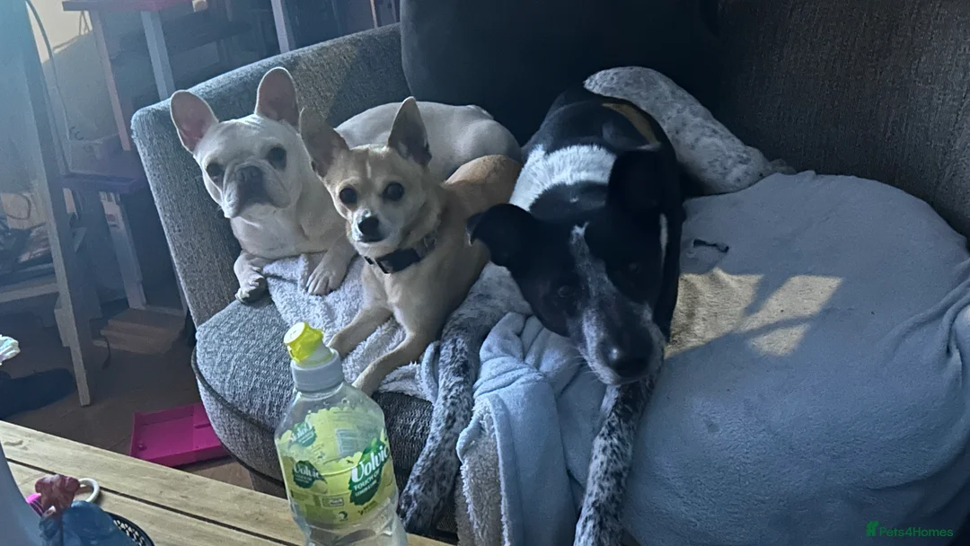 Mixed Breed dogs for sale: 2 females females for sale - Advert 1