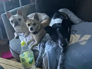 Mixed Breed dogs 2 females females for sale in Liverpool - Advert 1