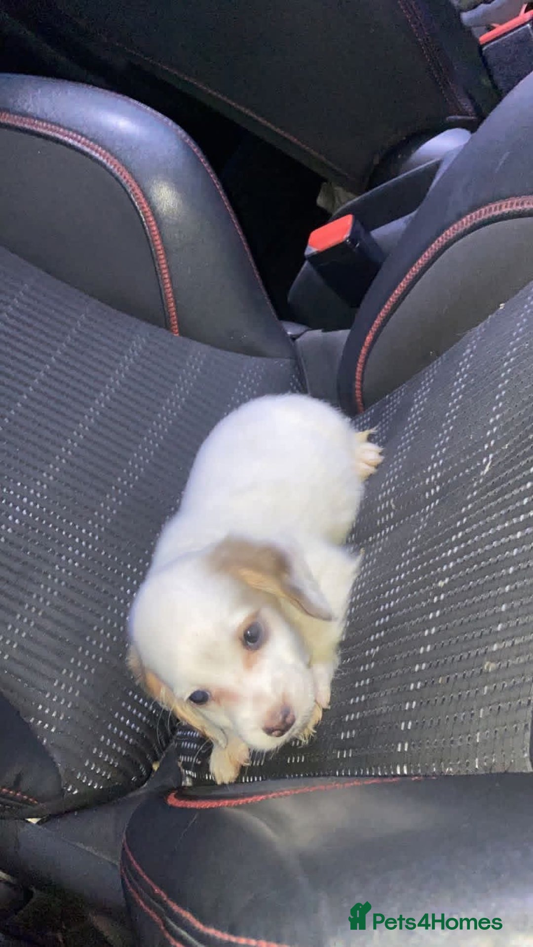 Cocker Spaniel dogs for sale: Cocker spaniels boy  - Advert 3