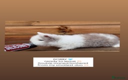 Lionhead rabbits for sale: Double Maned Lionhead Rabbits  - Advert 1