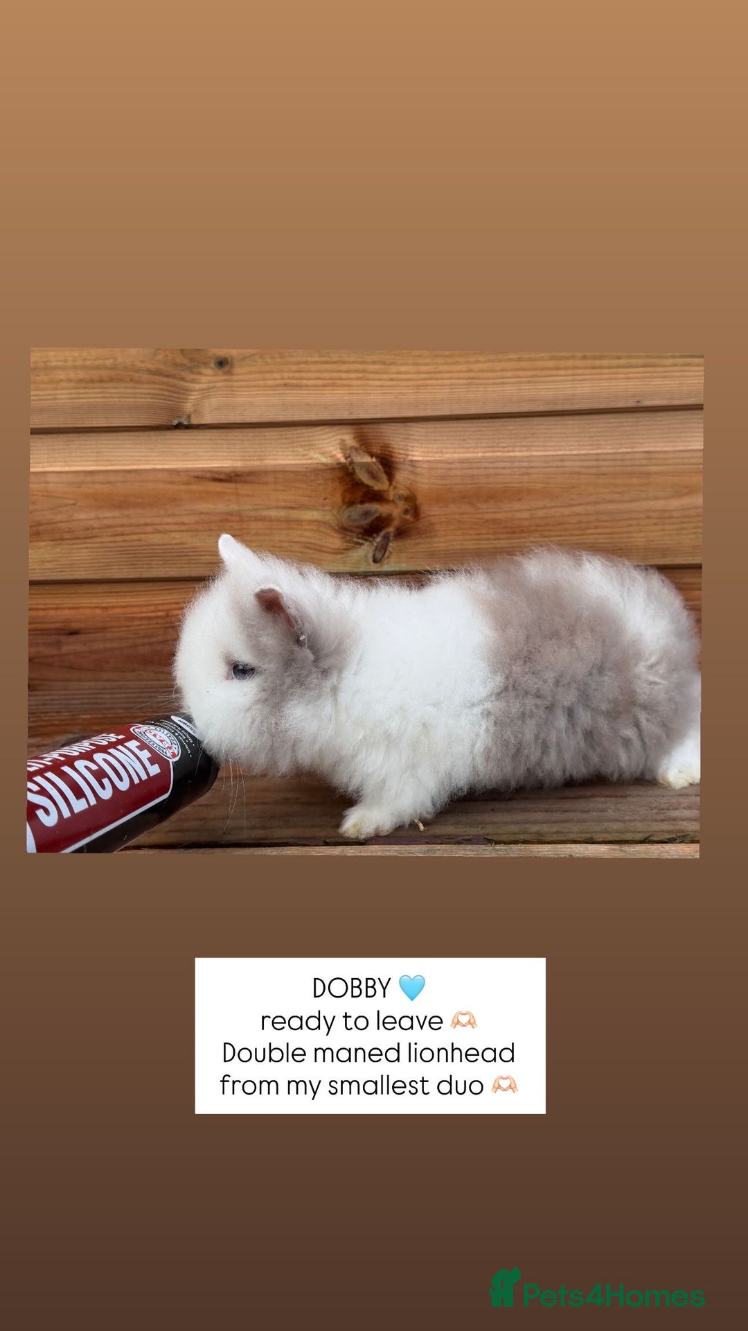 Lionhead rabbits for sale: Double Maned Lionhead Rabbits  - Advert 1