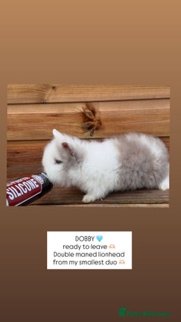 Lionhead rabbits Double Maned Lionhead Rabbits - Advert 6