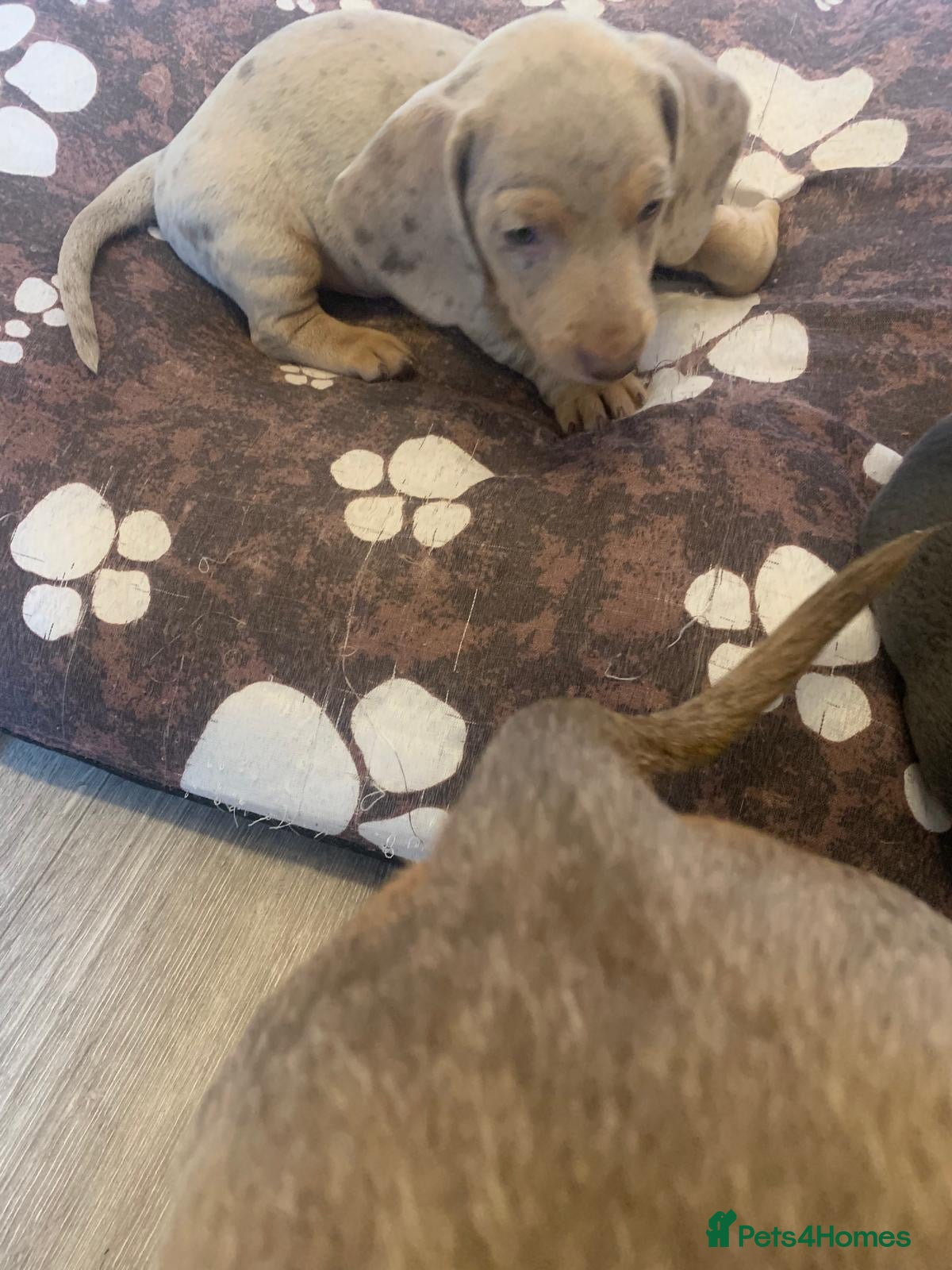 Dachshund dogs Dapple Cream Boy  - Advert 2