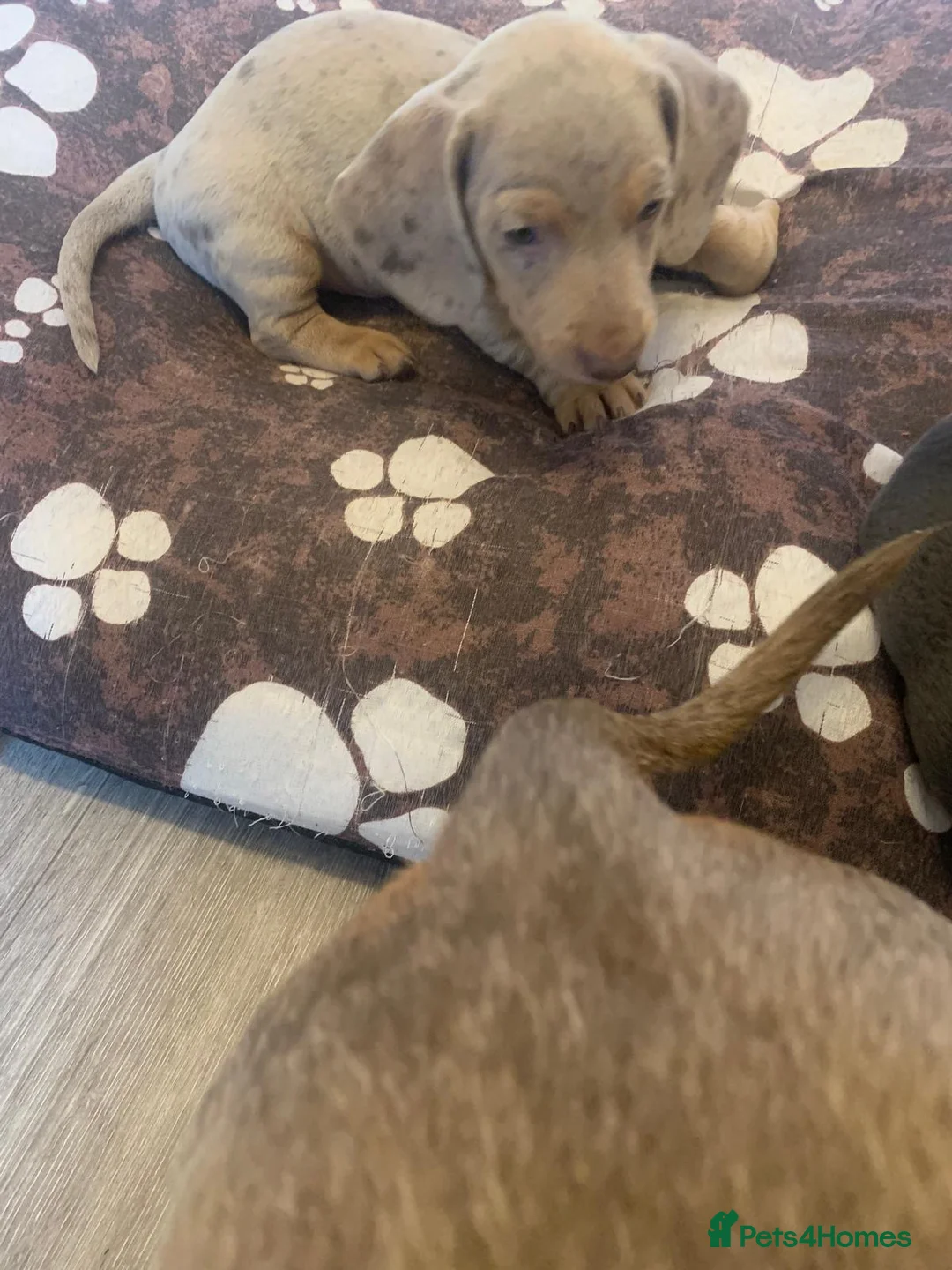 Dachshund dogs for sale: Dapple Cream Boy  - Advert 2