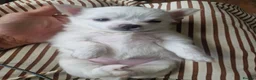 Chihuahua dogs for sale: First jab and health checked Luxury Chihuahua pups - Advert 9