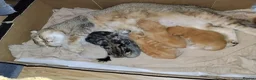 Mixed Breed cats for sale: Tabby and blue tortie girls looking forever home  - Advert 16