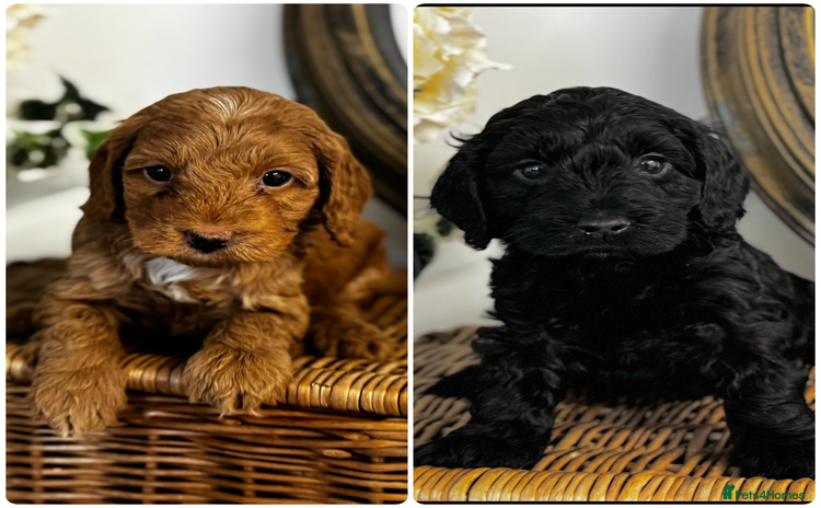 Cavapoo dogs - Advert 2