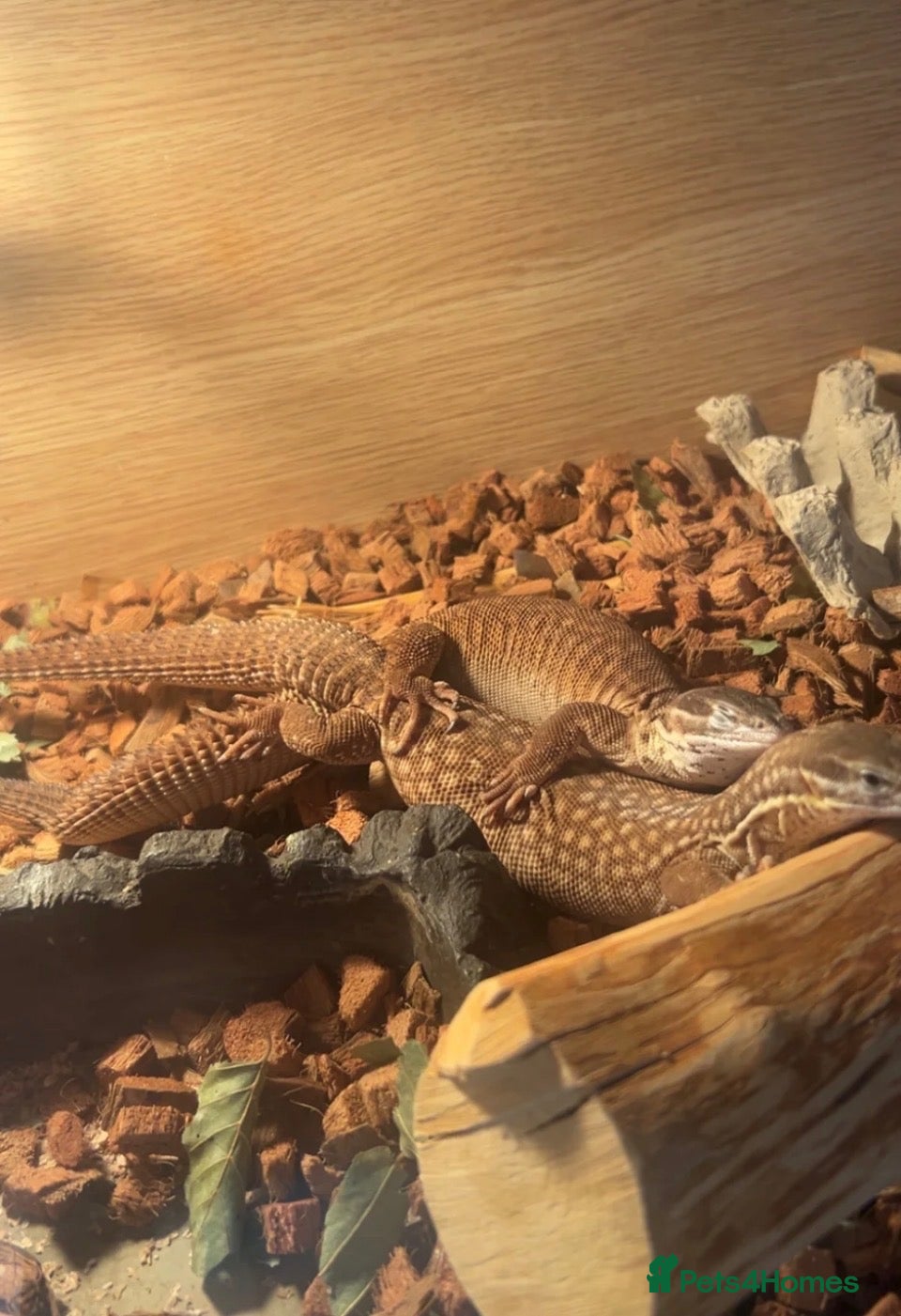 Monitor reptiles Proven Breeding Pair of Ackie Monitor Lizards - Advert 1