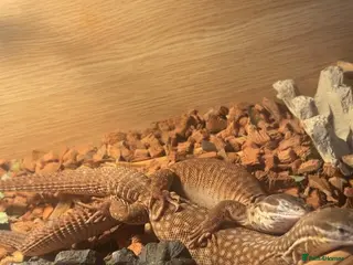 Monitor reptiles Proven Breeding Pair of Ackie Monitor Lizards - Advert 1
