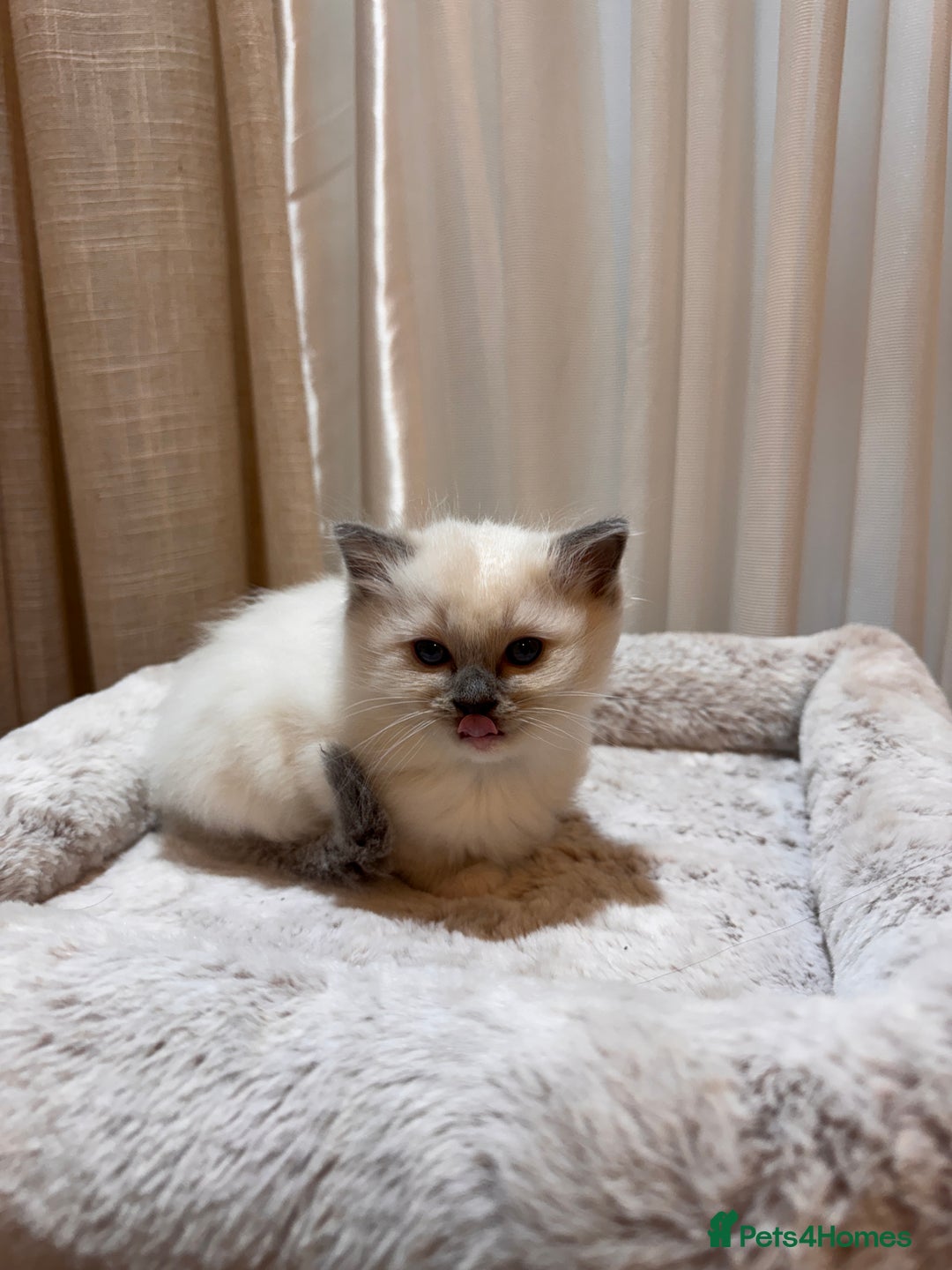 Ragdoll cats for sale: 6 Ragdoll kittens - Advert 4