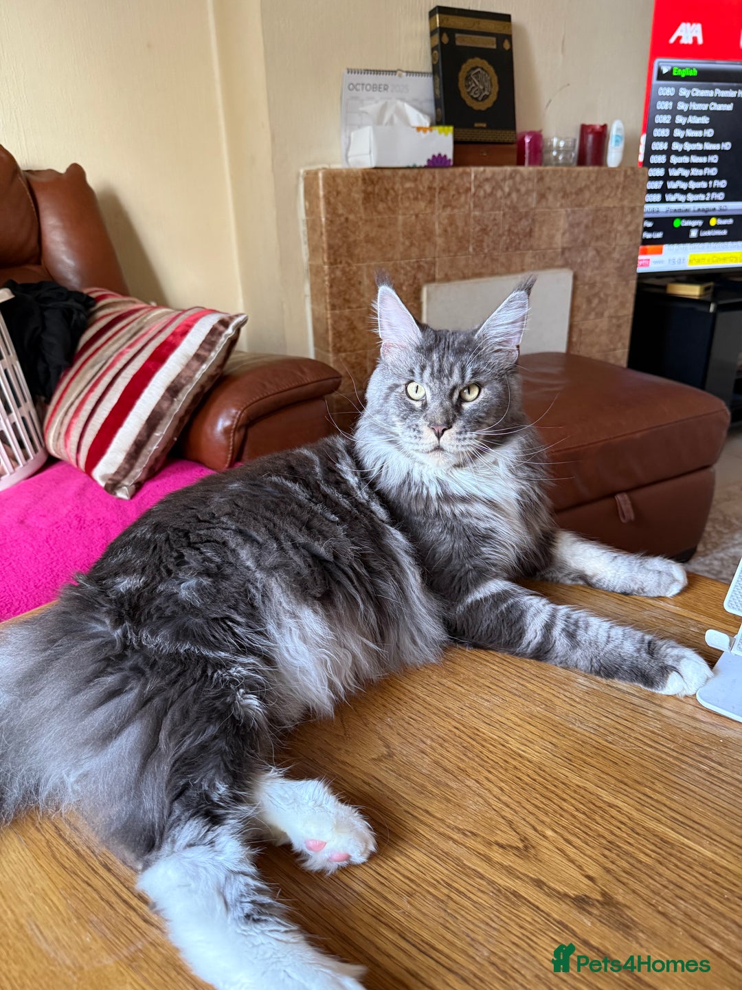 Maine Coon cats for sale: GCCF Pedigree Russian line Maine Coon - Advert 9