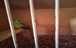 Conures birds for sale: Conures  - Image 9