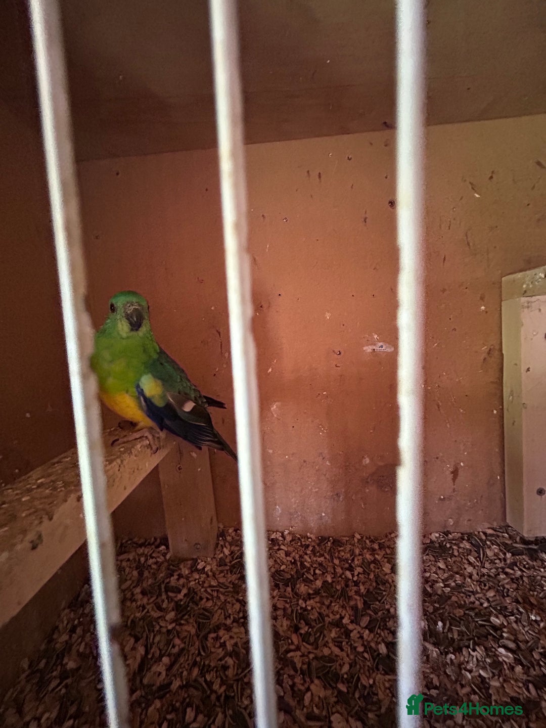 Conures birds for sale: Conures  - Image 9