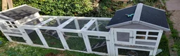 Guinea Pig rodents for sale: 2 adults female guinea pigs and hutch - Advert 7