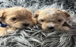 Maltipoo dogs for sale: TINY TOY F1 HEALTH TESTED MALTIPOO PUPS - Image 14