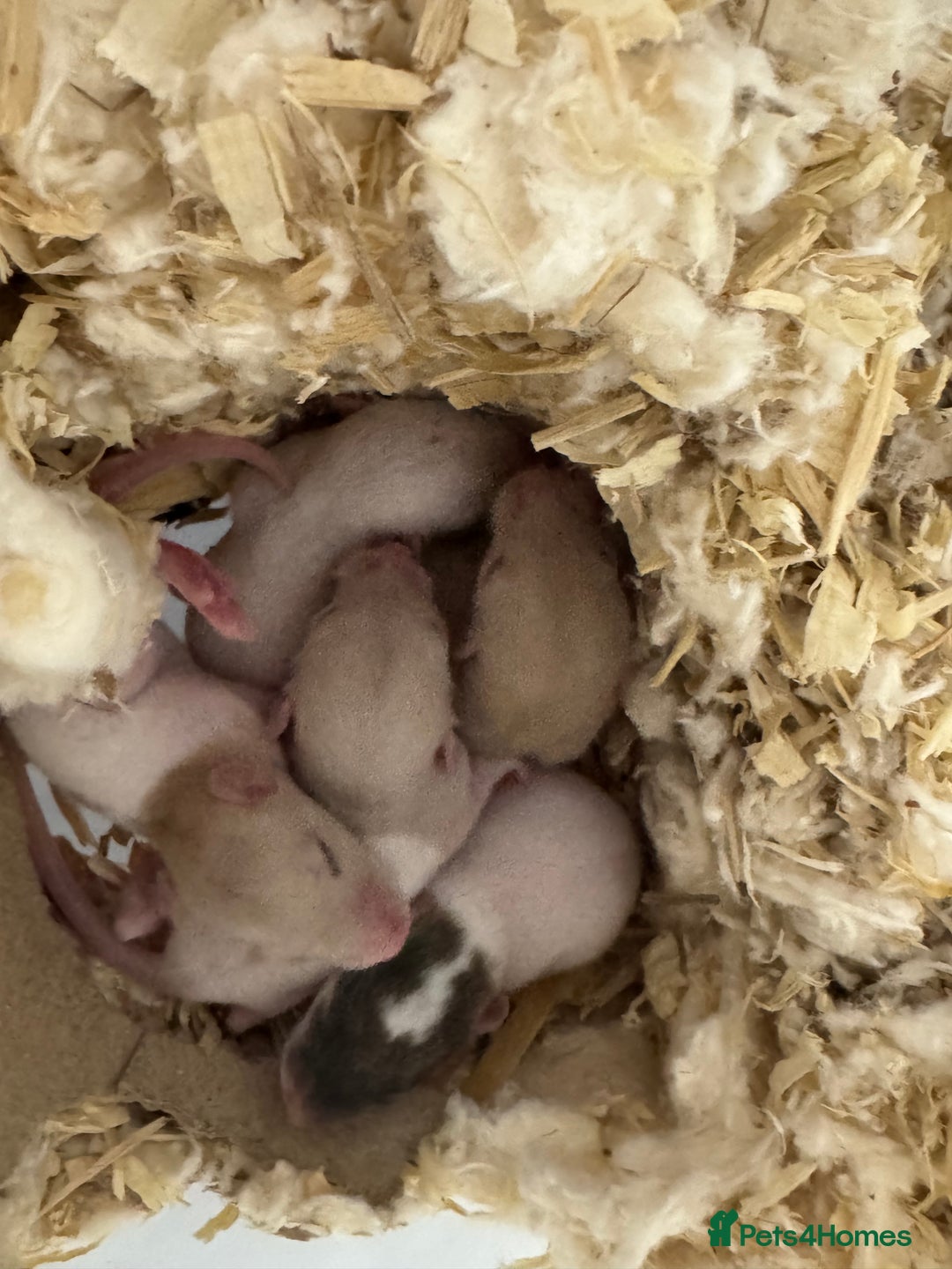 Rat rodents for sale: Baby dwarf rats males and female - Advert 1