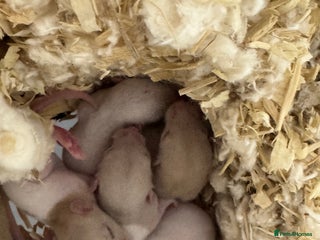 Rat rodents Baby dwarf rats males and female - Advert 1