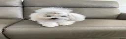 Maltese dogs for sale: Beautiful KC reg.Maltese puppies  - Advert 7