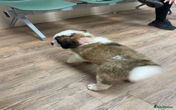 Saint Bernard dogs for sale: Saint Bernard puppies. Ready to leave  - Image 9
