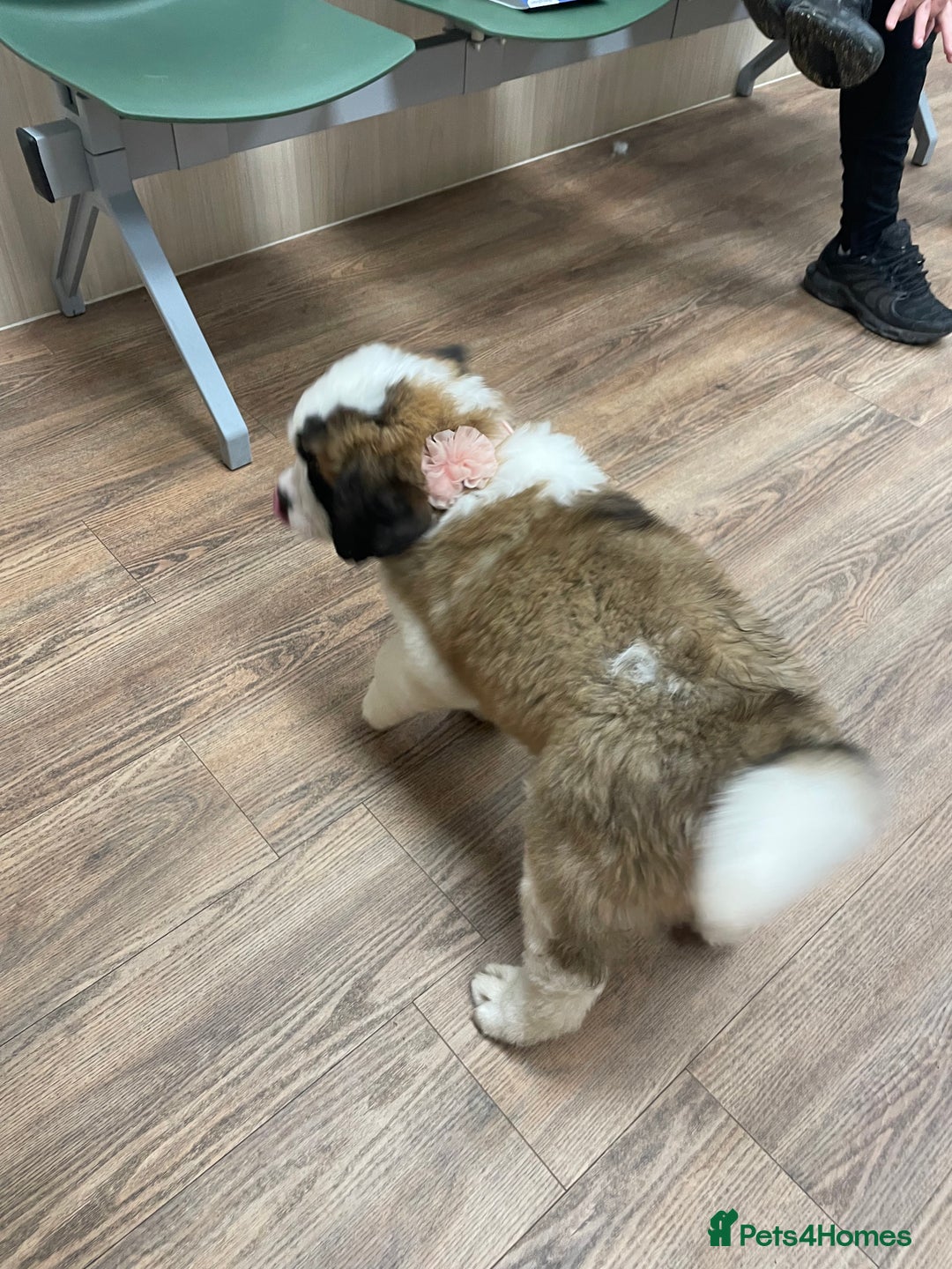 Saint Bernard dogs for sale: Saint Bernard puppies. Ready to leave  - Image 9