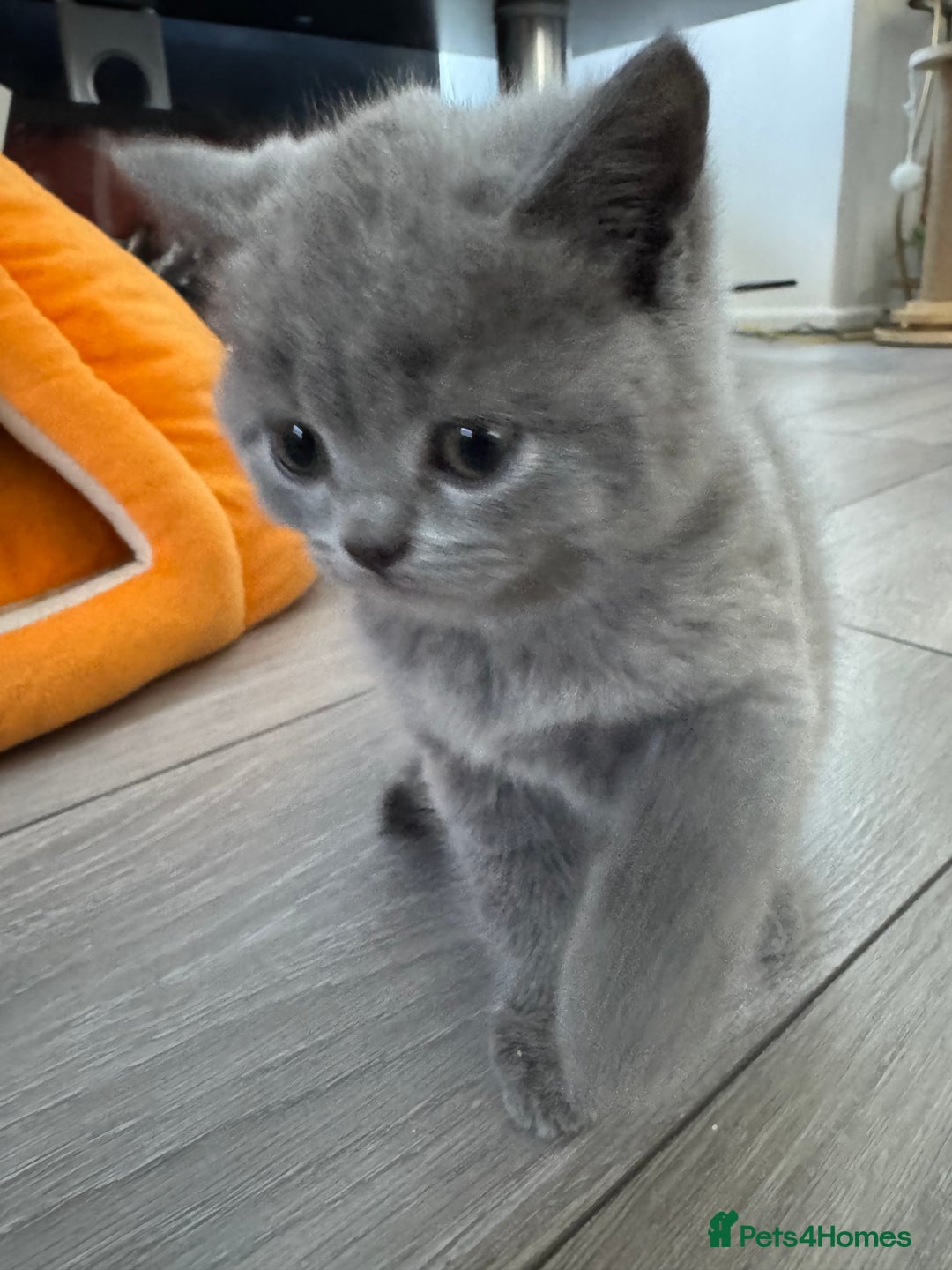British Shorthair cats for sale: British shorthair kittens - Image 7