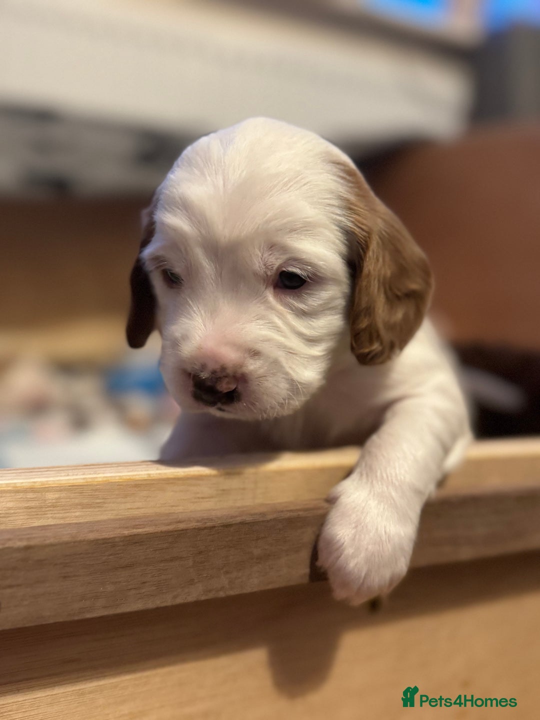 Cockapoo dogs for sale: Gorgeous F2B Cockapoo puppies  - Image 20