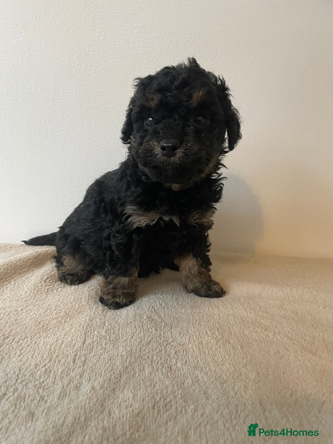 Cavapoo dogs for sale: ⭐ adorable Cavapoo’s ⭐  - Advert 25