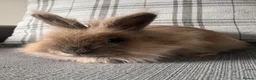 Mixed Breed rabbits for sale: Angora cross lion head - Advert 4
