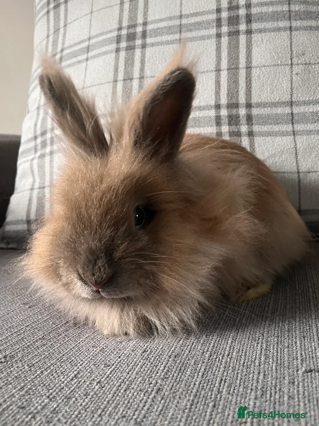 Mixed Breed rabbits for sale: Angora cross lion head - Advert 4