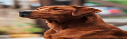 Labrador Retriever dogs for sale: Darkest mahogany fox red labrador puppies for sale - Advert 13
