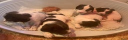 English Springer Spaniel dogs for sale: Springer Spaniel Puppies - Advert 7
