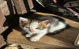 Mixed Breed cats for sale: Beautiful kittens various colours  - Image 1