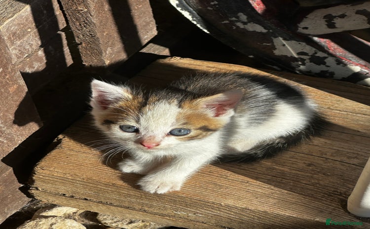 Mixed Breed cats - Advert 10