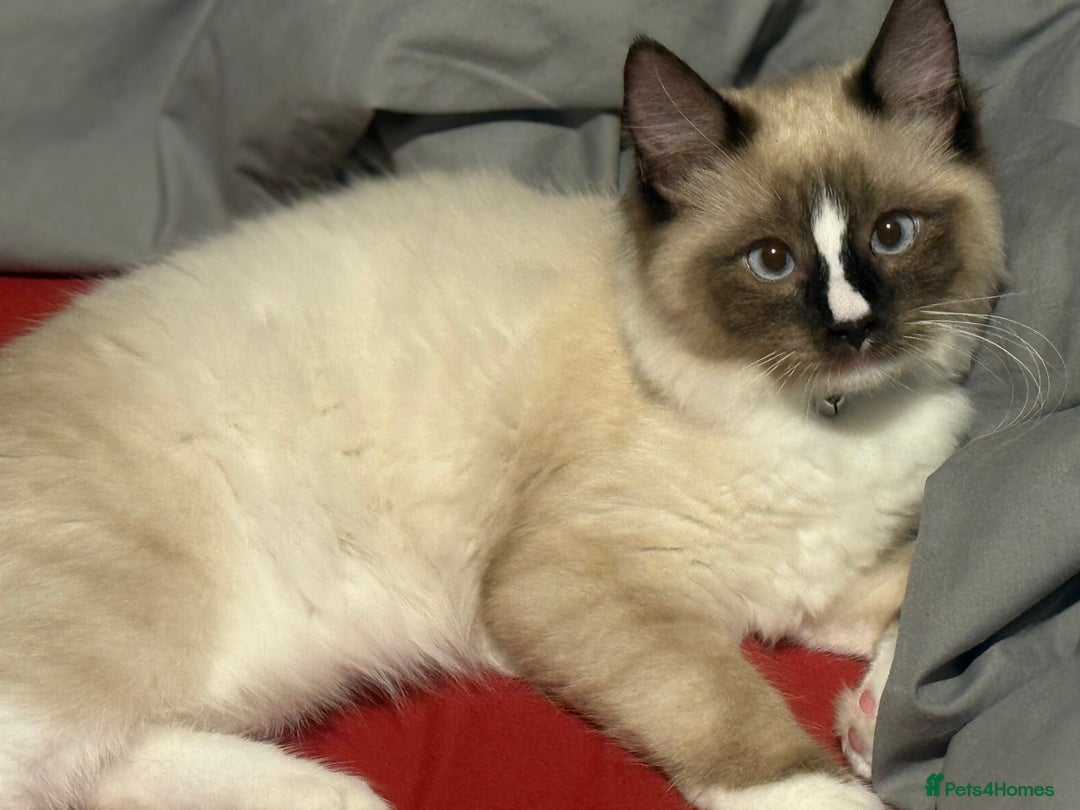 Ragdoll cats for sale: Stunning male ragdoll - Image 2