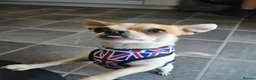 Chihuahua dogs for stud: Chihuahua stud  in Shildon - Advert 2