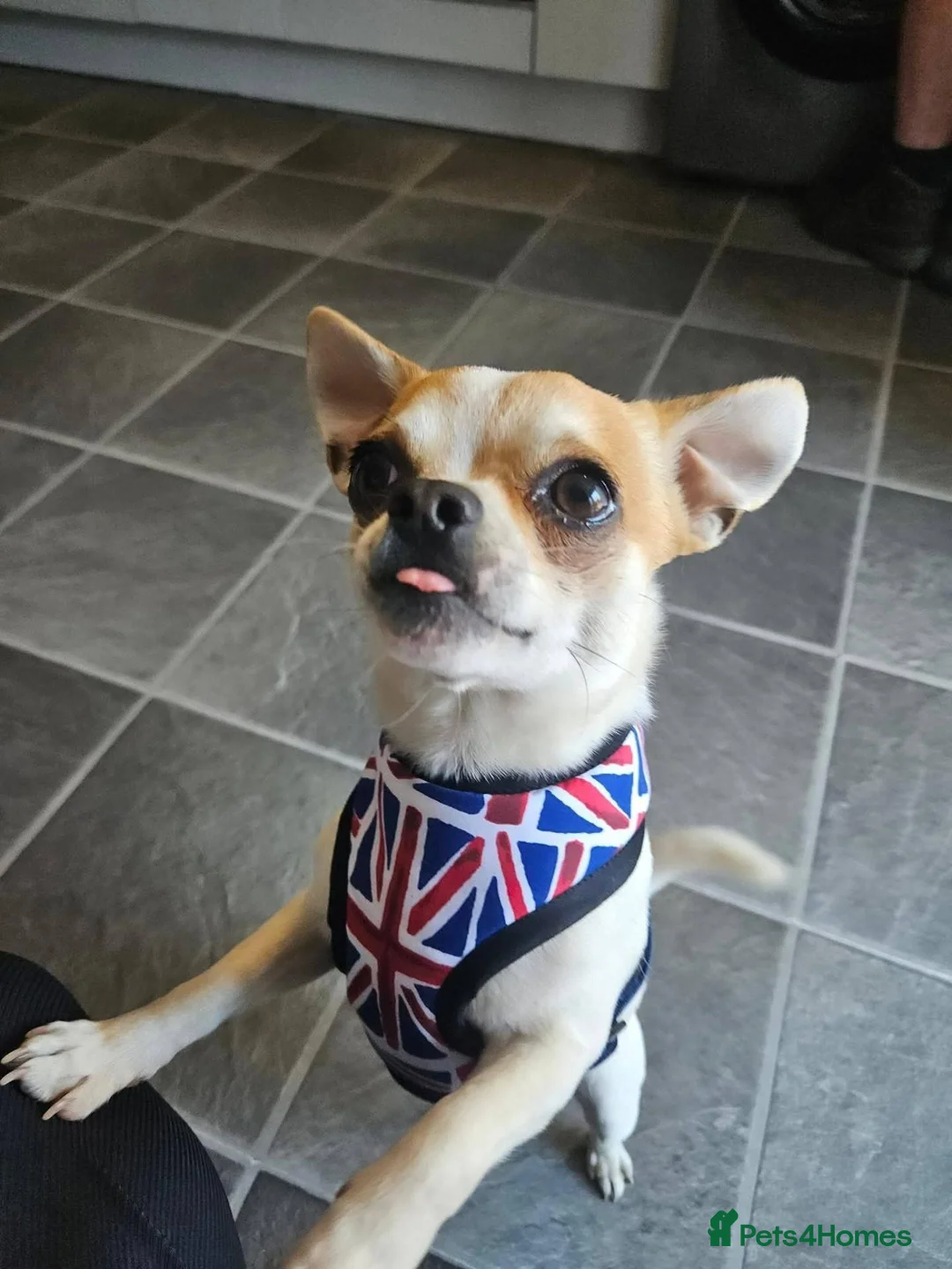 Chihuahua dogs for stud: Chihuahua stud  in Shildon - Advert 2