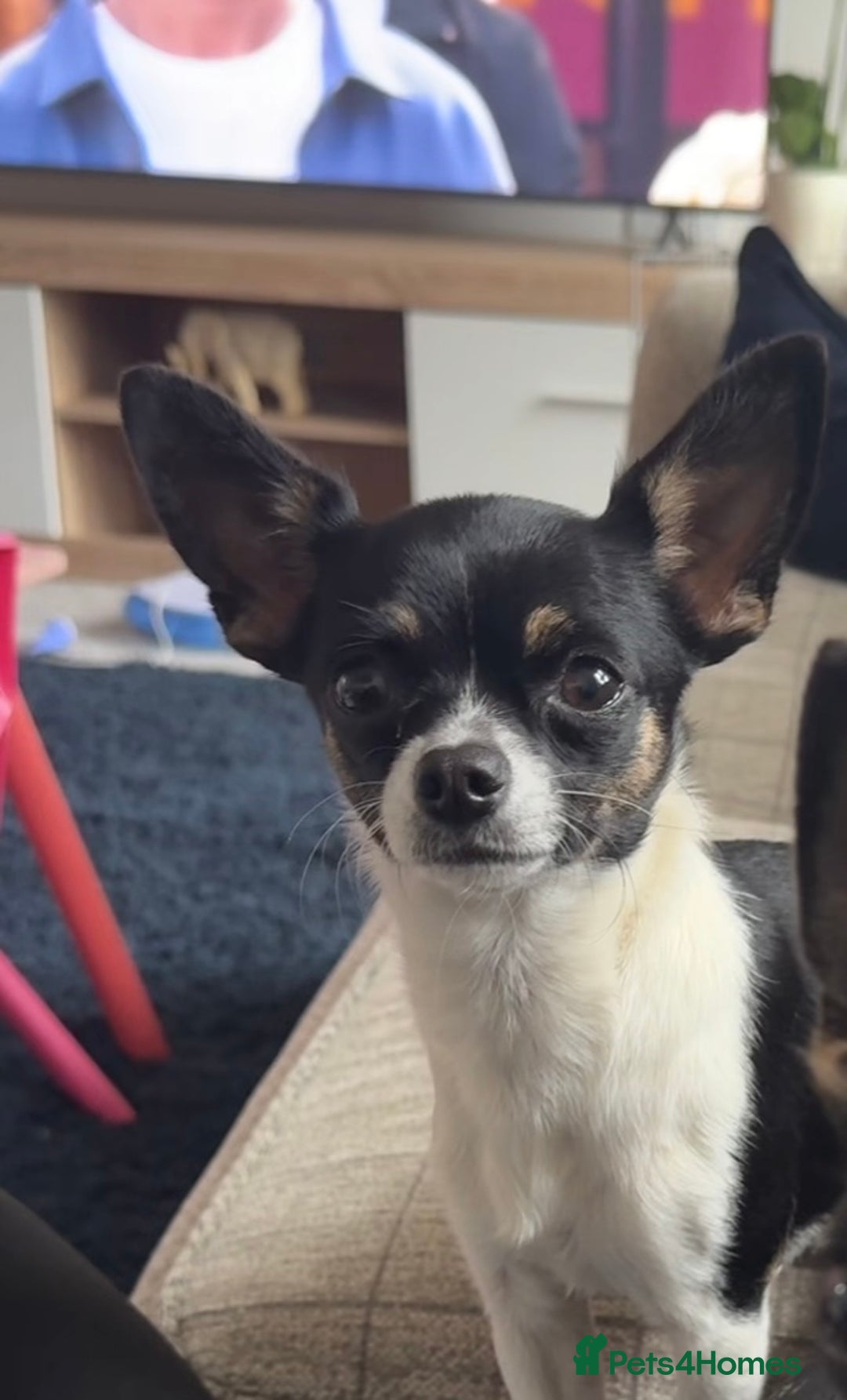 Chihuahua dogs for sale: 2 female toy Chihuahuas for sale - Image 6