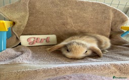 Mini Lop rabbits for sale: Friendly mini lop babies ready 14 August - Image 18