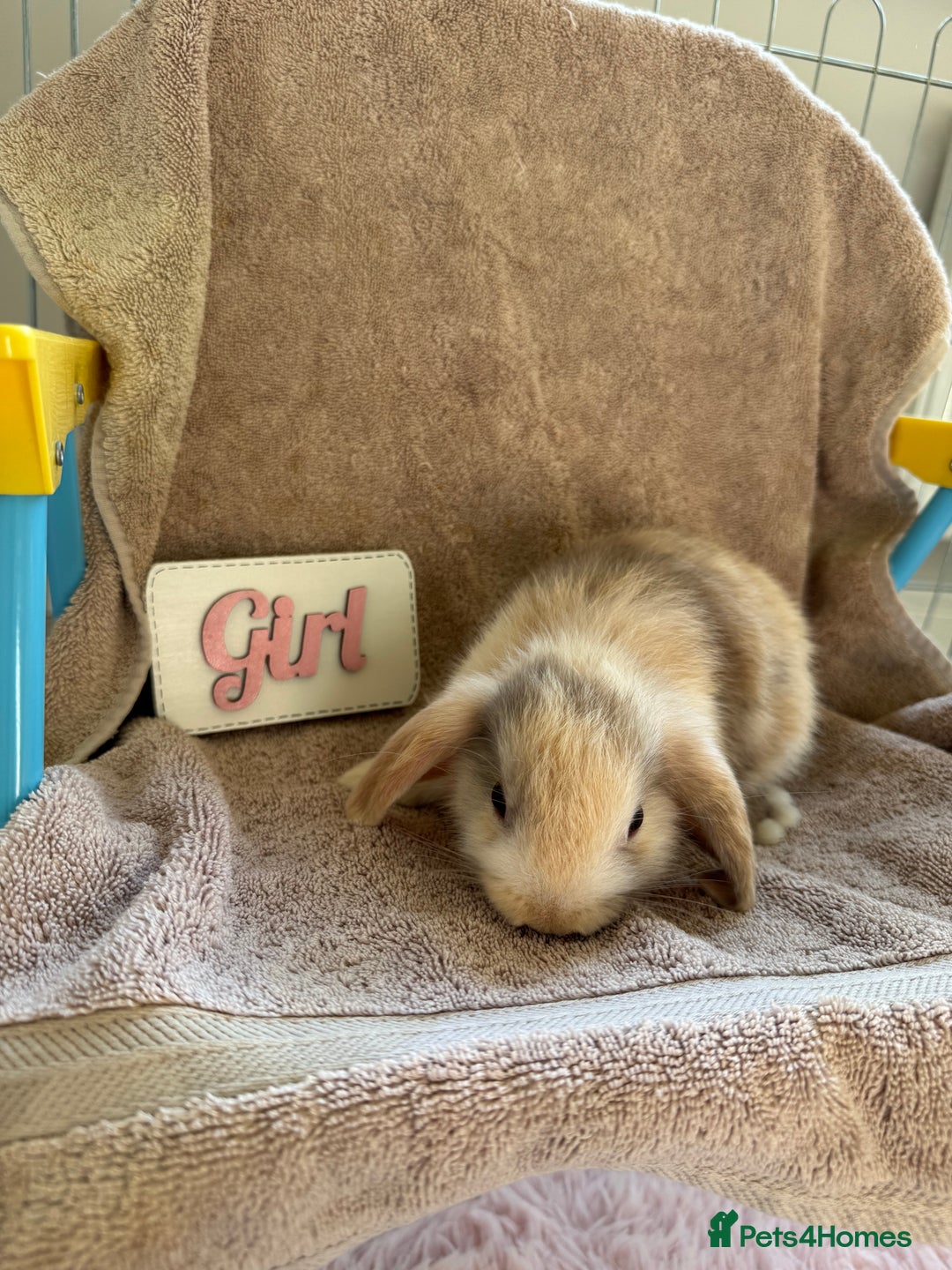 Mini Lop rabbits for sale: Friendly mini lop babies ready 14 August - Image 18