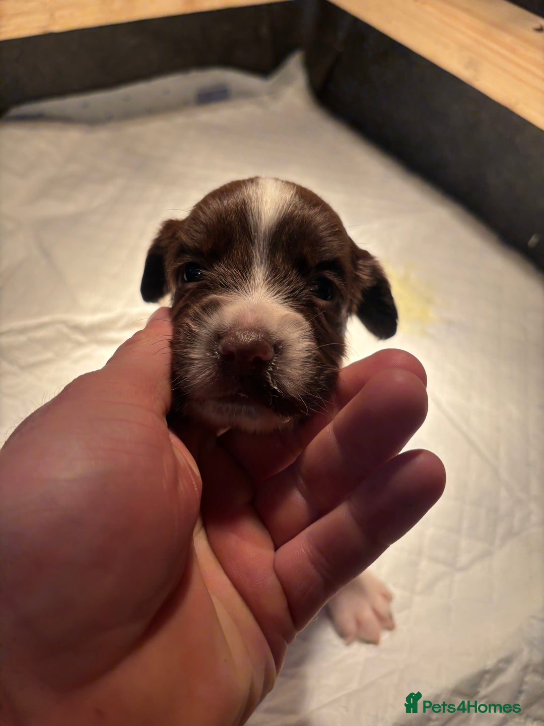English Springer Spaniel dogs for sale: 7 springer spaniel puppies. Both parents working - Advert 10