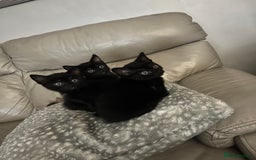 Mixed Breed cats for sale: 4 beautiful kittens - Image 2
