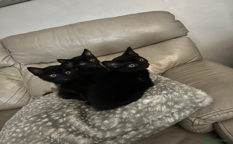 Mixed Breed cats - Advert 2