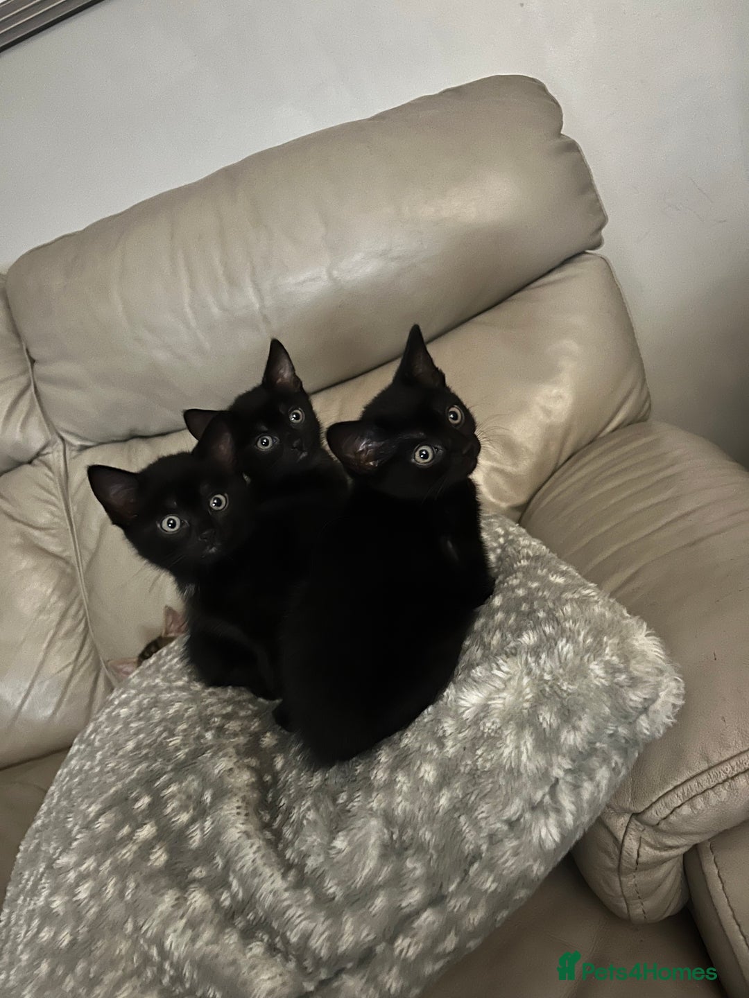Mixed Breed cats for sale: 4 beautiful kittens - Image 2